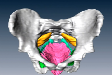 Pavimento pelvico e Gyrotonic