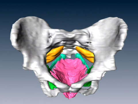 Pavimento pelvico e Gyrotonic